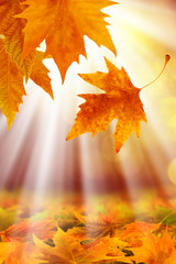 close up shot of conceptual autumn leaves and beam of light