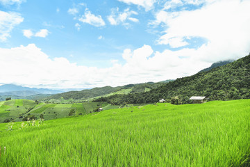 Fototapeta na wymiar Green terraced rice field at Pa Bong Piang village
