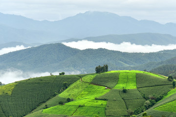 Agricultural landscape with green fields