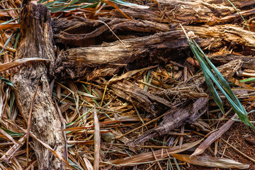  close up on fallen tree branches in heron park