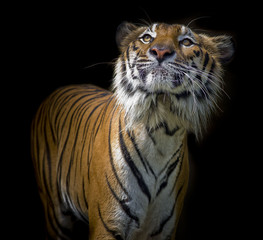 Tiger portrait in front of black background