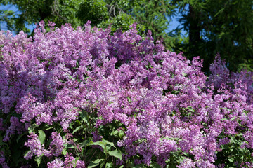 Obraz premium A branch of a flowering flowers lilac