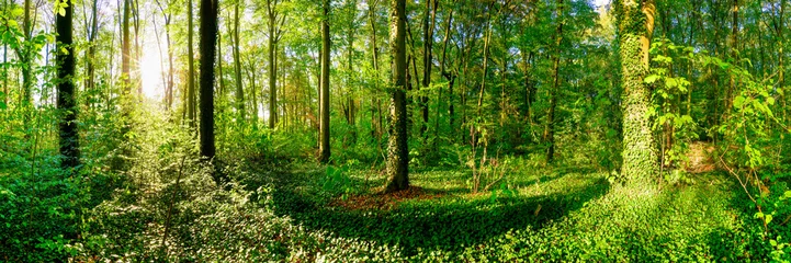 Fototapeten Waldpanorama im Sommer mit heller Sonne, die durch die Bäume scheint © Günter Albers