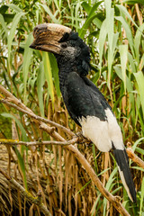 Oiseau Soldat !