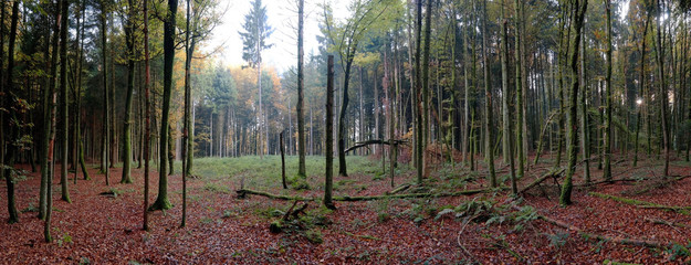 Fototapeta premium Panoramic view of autumn forest, beautiful autumn 4