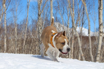 American Staffordshire Terrier