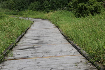 The boardwalk path through the marsh