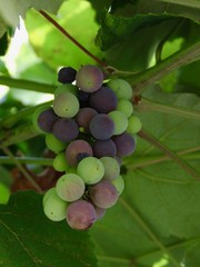 Grape growing in the summer