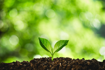 growing a young green plant