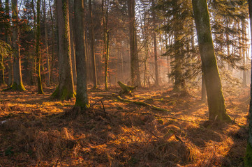 Autumn forest, sunshine under the trees, morning 8