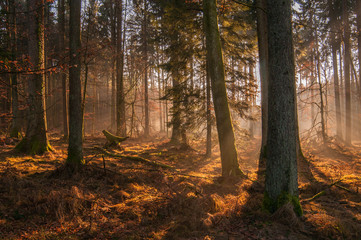 Autumn forest, sunshine under the trees, morning 7