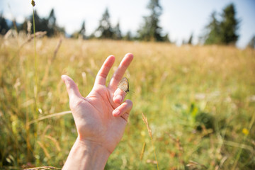 Brown Butterfly on Woman Hand on a Sunny Summer Day with Fields in the Background.