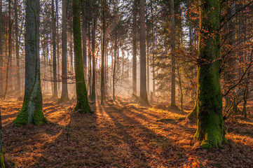 Autumn forest, sunshine under the trees, morning 6