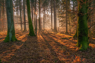 Autumn forest, sunshine under the trees, morning 5