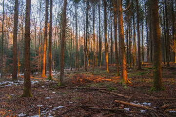 Beautiful autumn in forest, first frost, yellow leaves, blue sky, panoramic