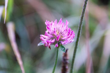 Bright Pink Wild Flower in Green Field with Dew Drops