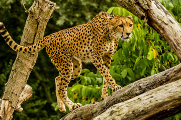 Obraz premium Elegance de Felin