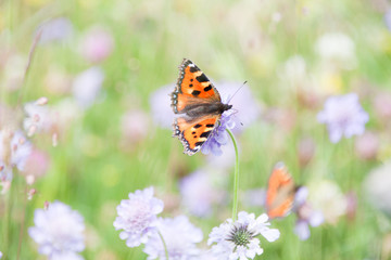 Orange Butterfly Gathering Pollen of Purple Flowers in Green Field