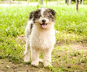 Fototapeta premium bolognese dog outside in the green park in summer day