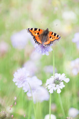 Orange Butterfly Gathering Pollen of Purple Flowers in Green Field