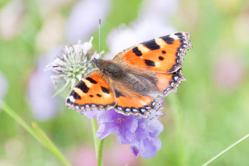 Orange Butterfly Gathering Pollen of Purple Flowers in Green Field