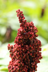 A red staghorn sumac plant in the park