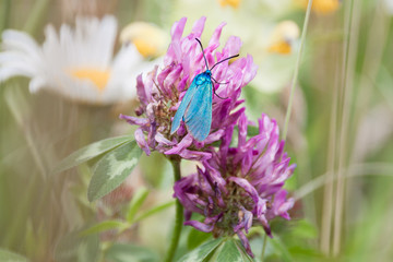 Blue Butterfly Gathering Pollen of Flowers in Green Field