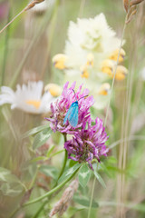 Blue Butterfly Gathering Pollen of Flowers in Green Field