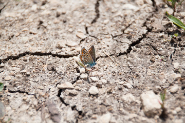 Brown, Blue and Orange Butterfly Resting on Cracked Dry Ground.
