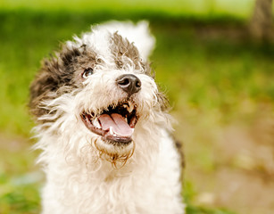 bolognese dog with opened mouth playing in the grass outside