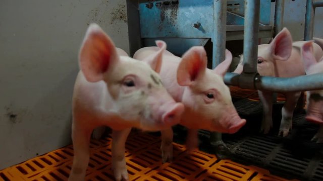 Intensive pig farming