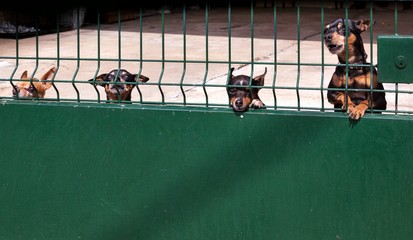 A crowd of ferocious dogs guard the yard