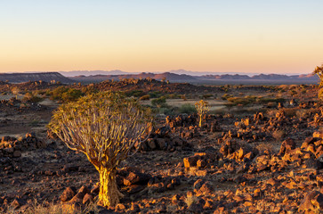 Quivertrees are unique to the deserts of Namibia