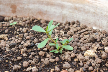 Young pepper sprout in brown pot over white background
