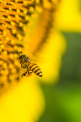 Bee and sunflower
