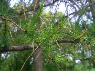 tree for new year