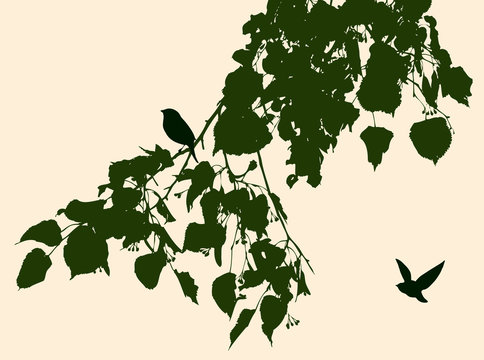 Silhouettes of birds and linden branch in summer