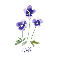Small hand drawn watercolor pansies. Pansy plant with flowers isolated on white background