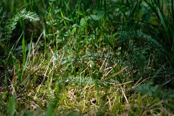 A close-up picture of herbs, grass and moss on a sunny summer day. 