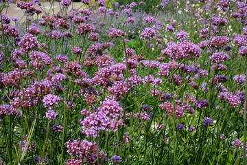 Beautiful multi bloom purple summer  flowers. Aromatherapy healing herbs, local vegetation.