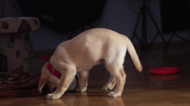 a small playful dog Labrador at home
