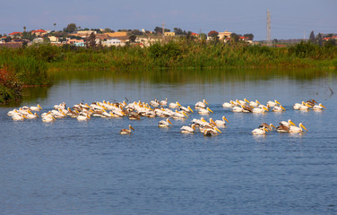 Group of Great White Pelicans in water