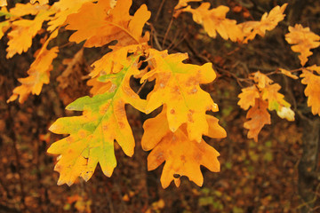Red and yellow oak autumn leaves on the branch of tree
