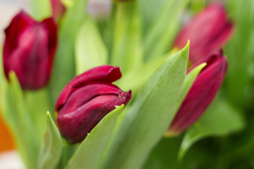 Bouquet of red tulip isolated on white background