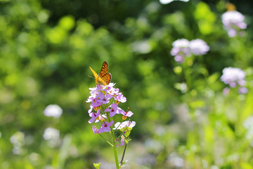 Butterfly over the flowers on the summer meadow