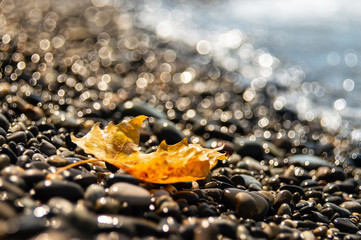 Maple leaf