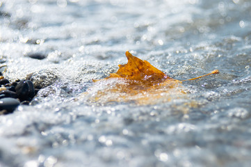 Maple leaf on the beach