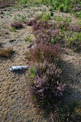 Landschaft - Heide | Fischbeker Heide in Hamburg