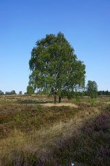 Landschaft - Heide | Fischbeker Heide in Hamburg