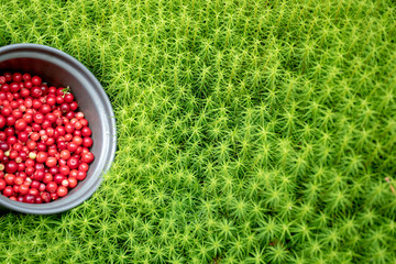 Autumn harvesting of berries in the forest. A bowler with red ripe tasty and healthy berries is on...